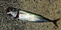 サバの釣果