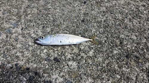 サバの釣果