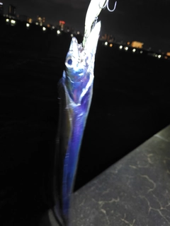 タチウオの釣果