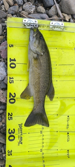 スモールマウスバスの釣果