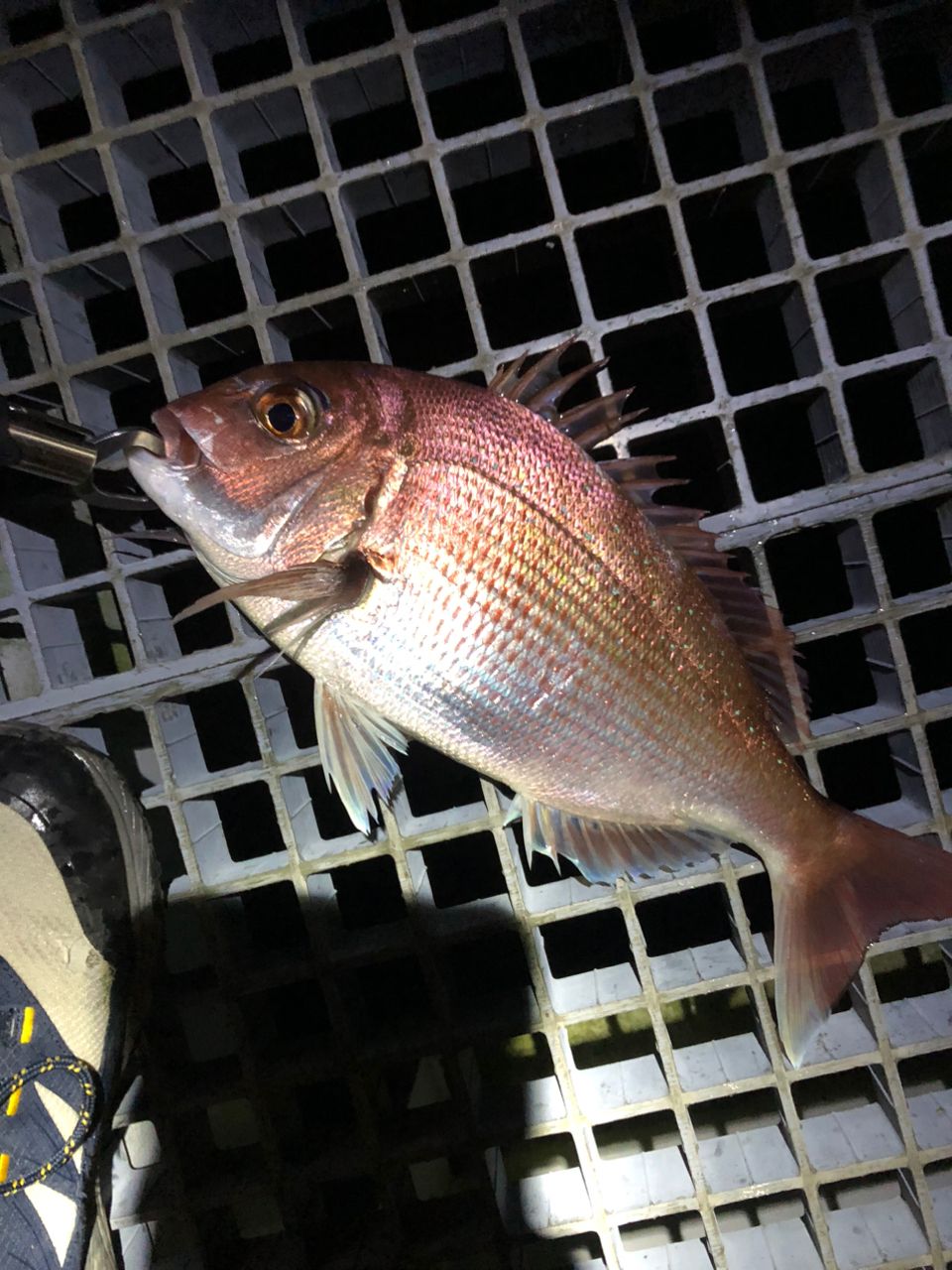 DAIWA 17シーパラダイス M-400・Eの最安値・インプレ・釣果 | 本音の