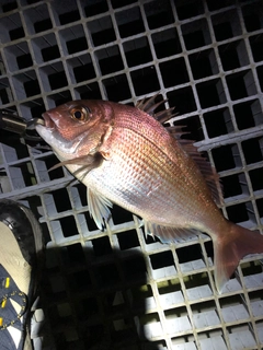 タイの釣果