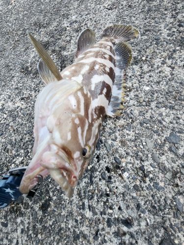クエの釣果