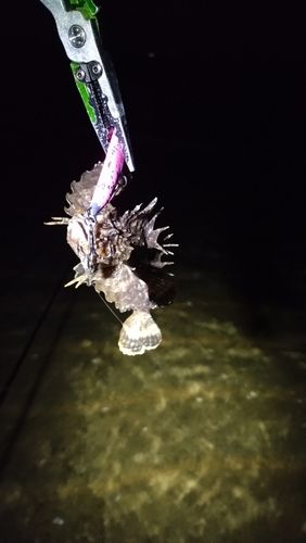 オニオコゼの釣果