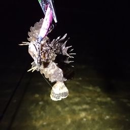 オニオコゼ