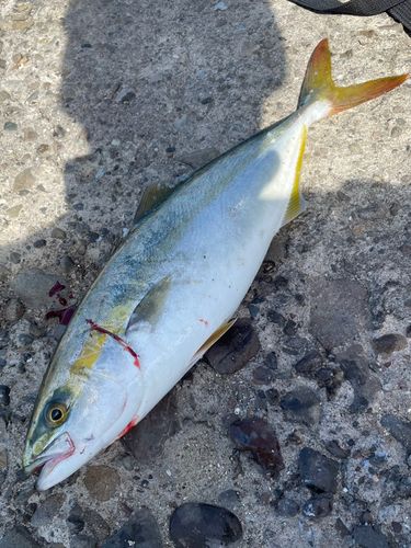 ツバスの釣果
