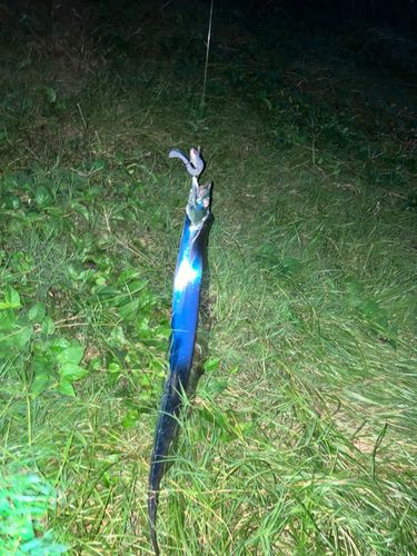 タチウオの釣果