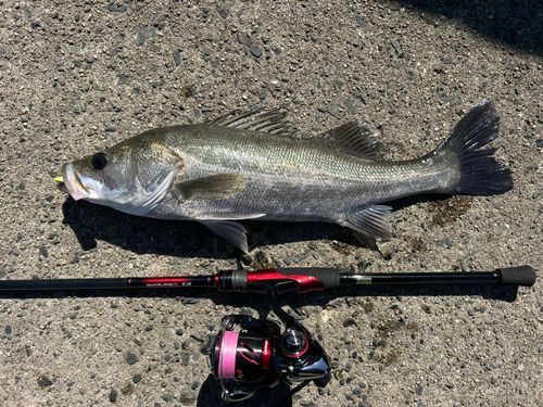 シーバスの釣果