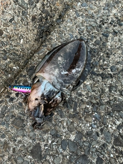 モンゴウイカの釣果