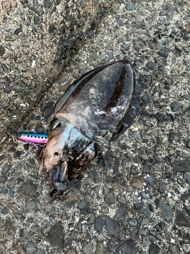 モンゴウイカの釣果