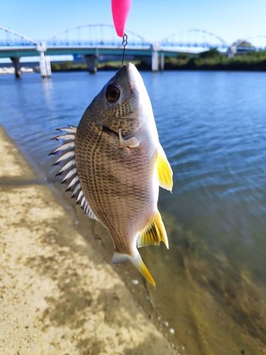 キビレの釣果