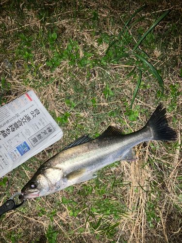 セイゴ（マルスズキ）の釣果