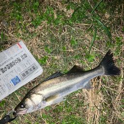 セイゴ（マルスズキ）