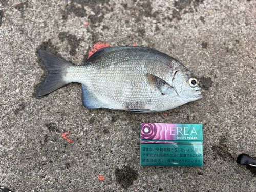 内浦湾（沼津）