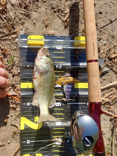 ラージマウスバスの釣果