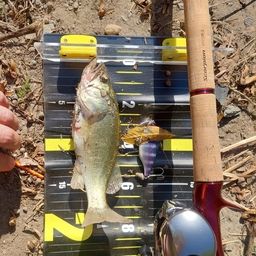 ラージマウスバス