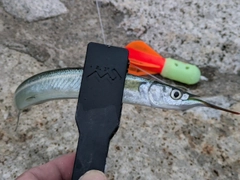 サヨリの釣果
