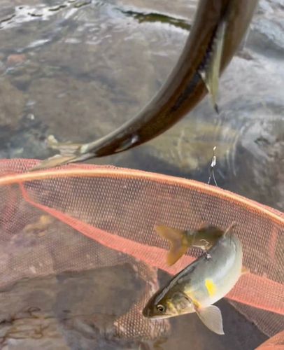 アユの釣果