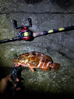 アカハタの釣果