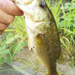 ラージマウスバス