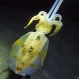 アオリイカ