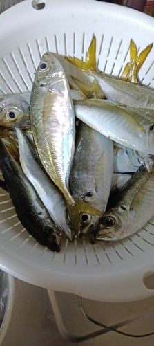 アジの釣果