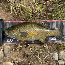 ラージマウスバス