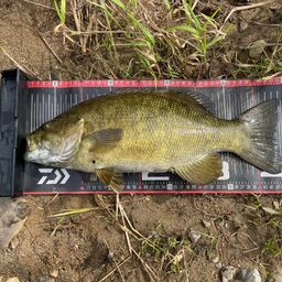 ラージマウスバス