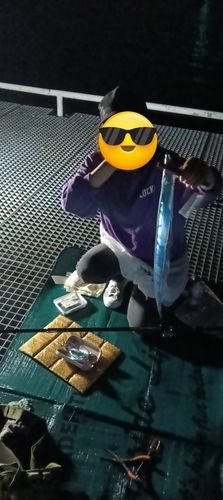 タチウオの釣果