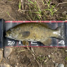 ラージマウスバス