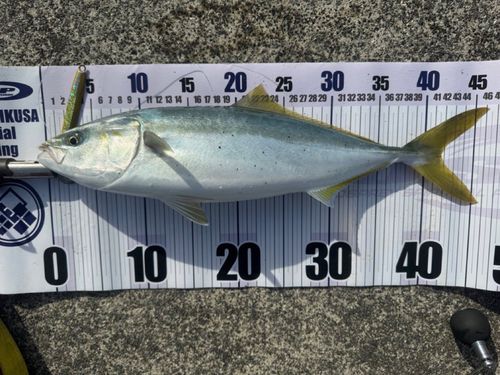 イナダの釣果