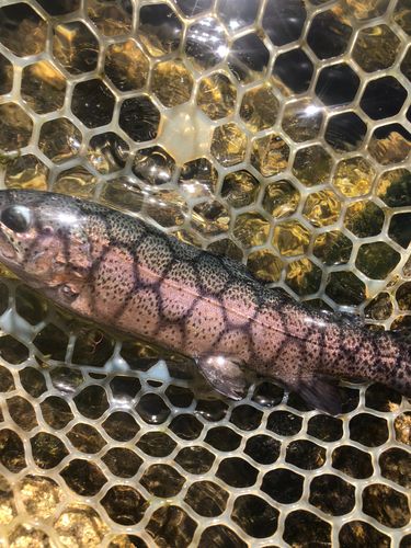 ニジマスの釣果