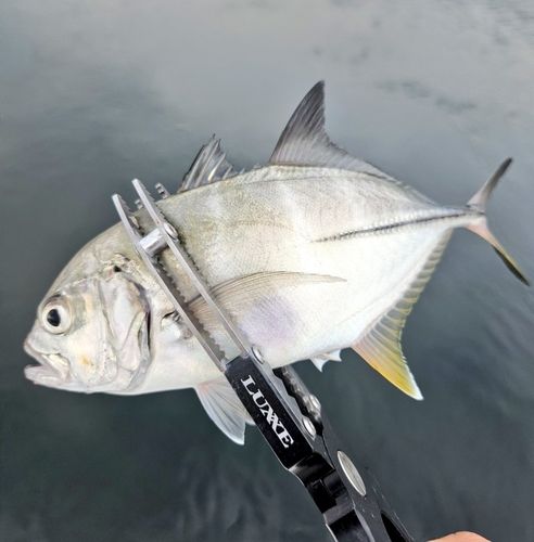 ギンガメアジの釣果