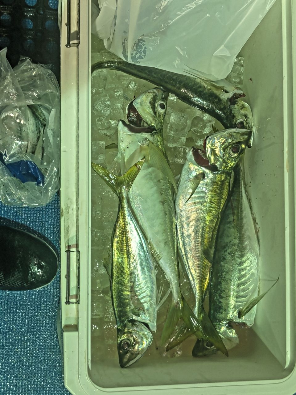 磯めちゃんさんの釣果 2枚目の画像