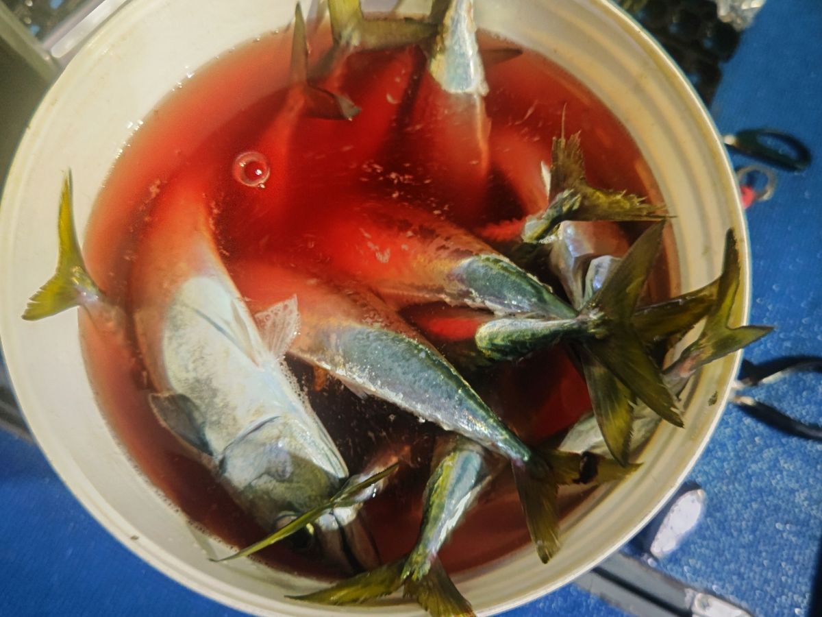 磯めちゃんさんの釣果 3枚目の画像