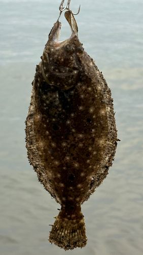 ソゲの釣果