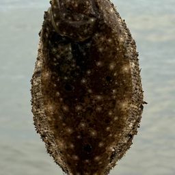 ソゲ
