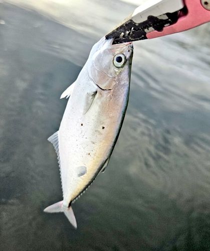 イケカツオの釣果