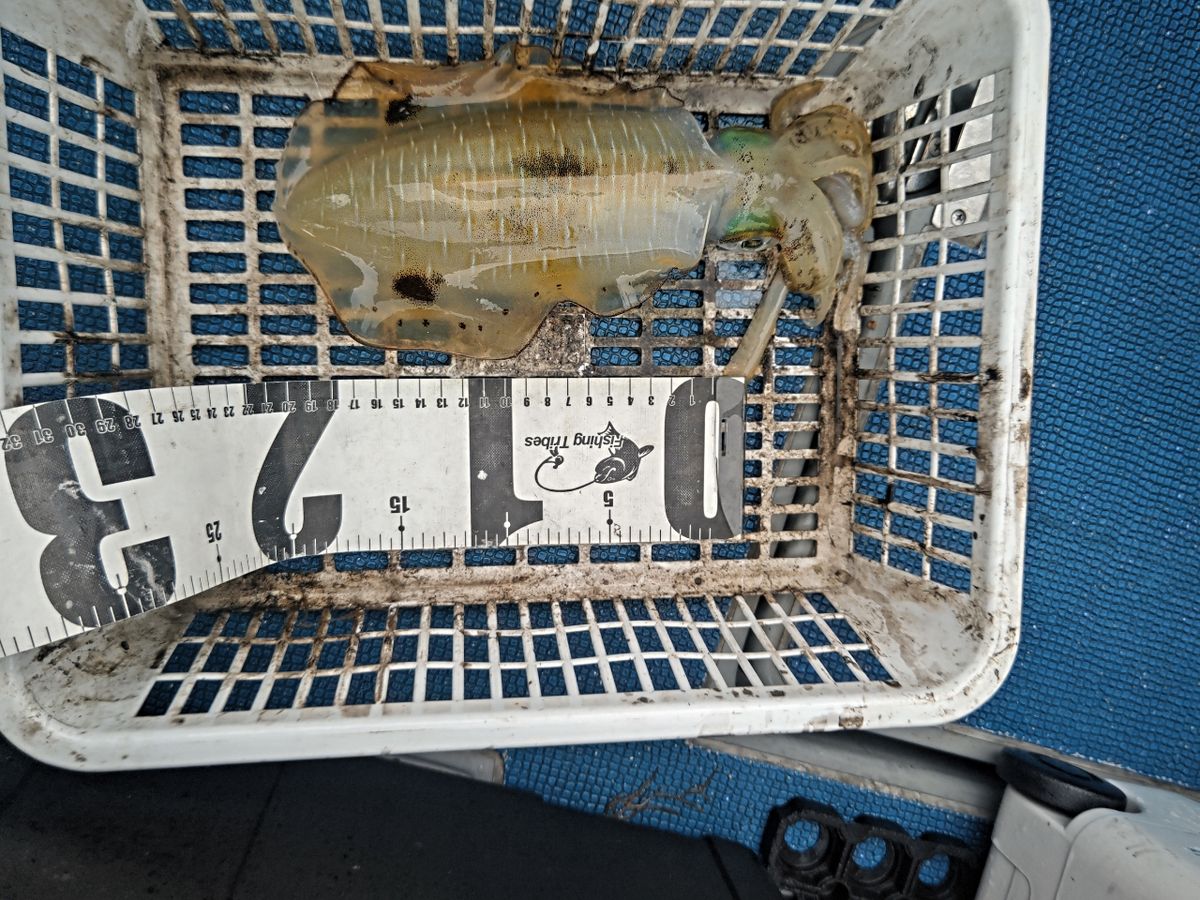 磯めちゃんさんの釣果 1枚目の画像