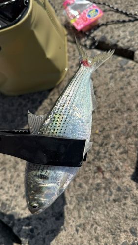 コハダの釣果
