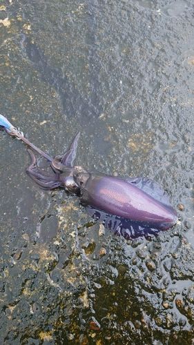 アオリイカの釣果