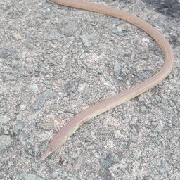 ダイナンウミヘビ