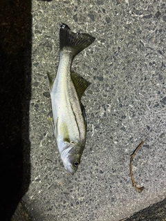 セイゴ（マルスズキ）の釣果