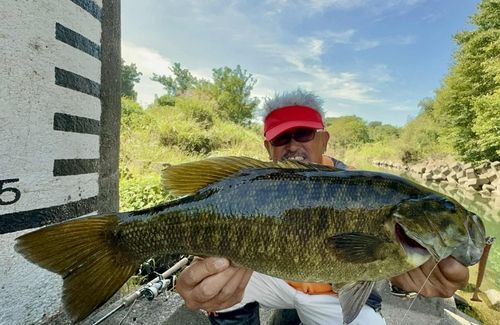 スモールマウスバスの釣果