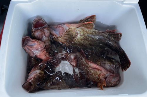 カサゴの釣果