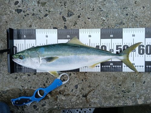 イナダの釣果