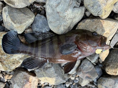ヤミハタの釣果