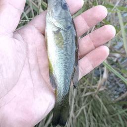 ブラックバス