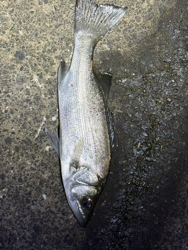 セイゴ（マルスズキ）の釣果