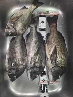 クロダイの釣果